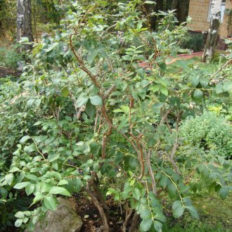 Μπουκέτο βακκίνιο