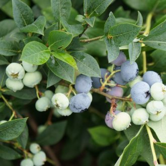 Κήπος με ελάχιστα βακκίνια