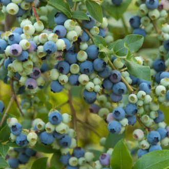 Γαλάκτωμα βατόμουρου