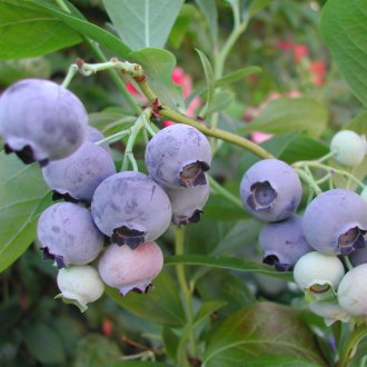 Φύτευση βατόμουρων