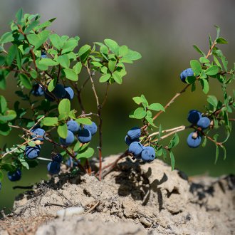 Διάδοση των βακκινίων