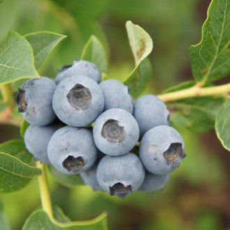 Κήπος Blueberry River