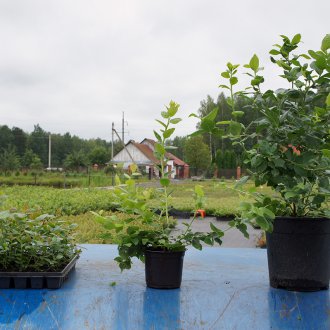 Φυτά βατόμουρου