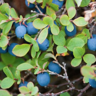 Καλλιέργεια βατόμουρων