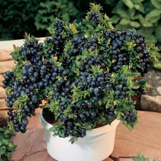 Κρασί βακκίνια ψηλά