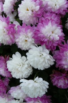 Κορεατικό χρυσάνθεμο