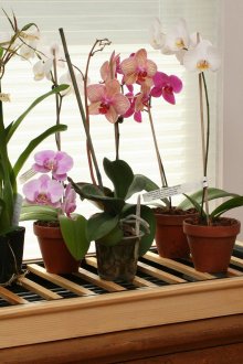 Εσωτερική ορχιδέα φυτών