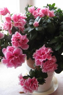 Αζαλέα εσωτερικών χώρων