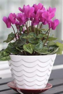 Οι κυκλάμινο σε ένα λευκό δοχείο διακοσμούν τέλεια το εσωτερικό σας