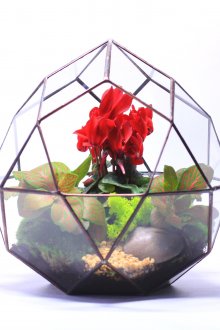 Κυκλάμινο σε ένα ασυνήθιστο δοχείο