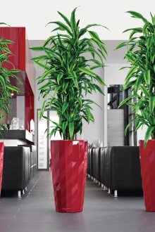 Ψηλά φυτά που ζουν σε φωτεινά γλάστρες