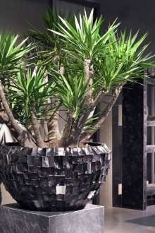 Τα φυτά κάνουν το ενδιαφέρον μινιμαλιστικό εσωτερικό