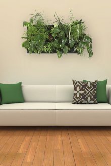 Εσωτερικά φυτά στο σαλόνι