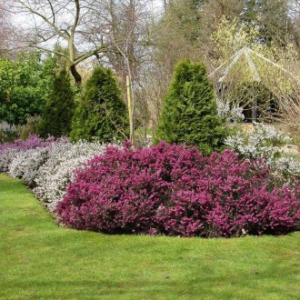 Heather στον εξωραϊσμό