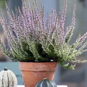 Heather σε ένα δοχείο