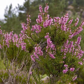 Κοινή ερείκη