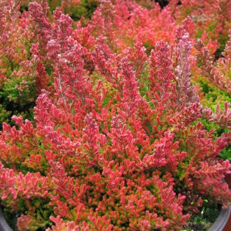 Heather γάντι ζιζανίων