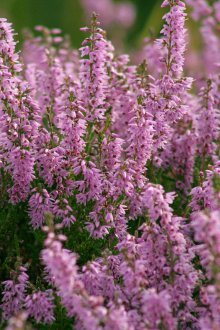 Φύτευση φλυτζανιών