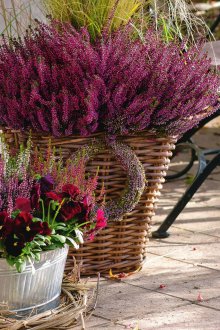 Heather στον κήπο