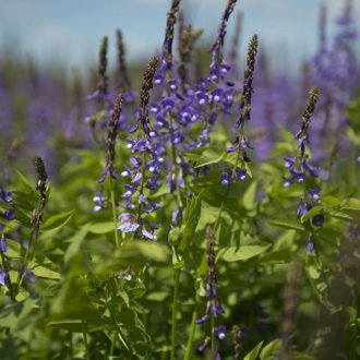 Άγρια ερείκη