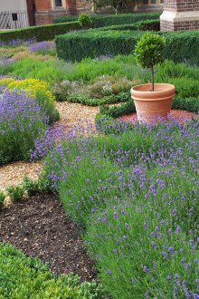Πικάντικα βότανα στη χώρα