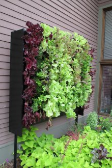 Όμορφα πικάντικα βότανα και σαλάτα στο εξοχικό σπίτι