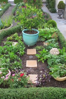 Όμορφα πικάντικα βότανα στον κήπο που περιβάλλεται από ένα πράσινο φράχτη