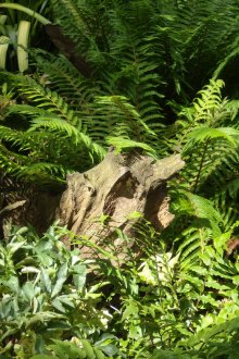 Ρουταρία και φτέρες στον κήπο