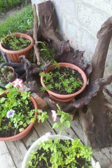 Driftwood και γλάστρες για να διακοσμήσετε το χώρο