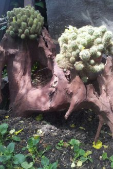 Driftwood και κάκτοι για να διακοσμήσετε το τοπίο