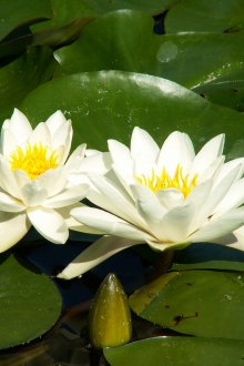 Όμορφα λουλούδια νερό