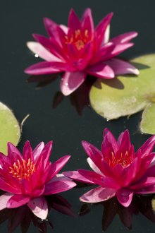 Όμορφα ροζ νερά λουλούδια στον κήπο