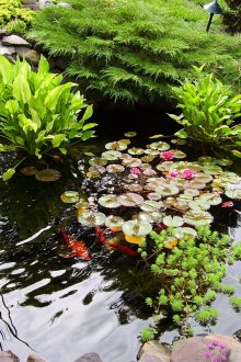 Αρχικό νερό κρεβάτια στον κήπο