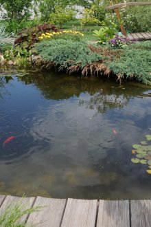 Λιμνοθάλασσα στον κήπο με κρεβάτια νερού και ψάρι