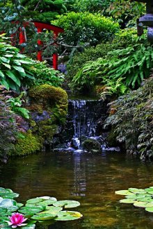 Λίμνη κινεζικού τύπου με κρεβάτια νερού