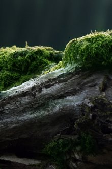 Όμορφη αποτυχία με βρύα για να διακοσμήσετε τον κήπο ή τον κήπο