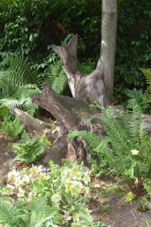 Ρουταριά στον κήπο