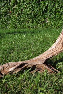 Ασυνήθιστη ασφυξία στον κήπο