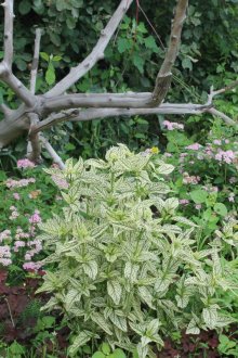 Μεγάλο driftwood και λουλούδια στον κήπο