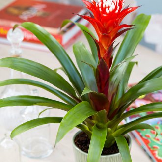Guzmania „Szkarłatna Gwiazda”