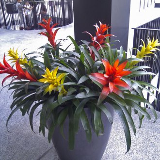 Γκουζμάνια σε ένα δοχείο