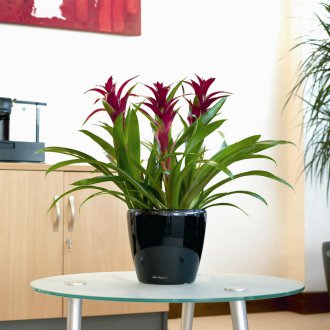 Guzmania στο σαλόνι