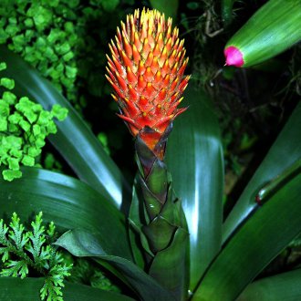 Guzmania Conifer
