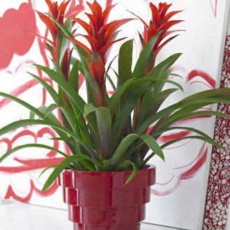 Κόκκινο guzmania