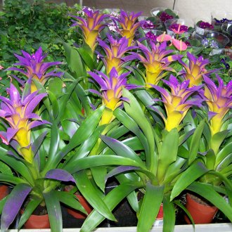 Guzmania minor