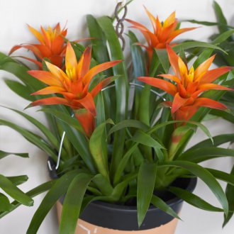 Orange guzmania