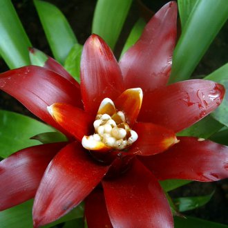 Guzmania ostara