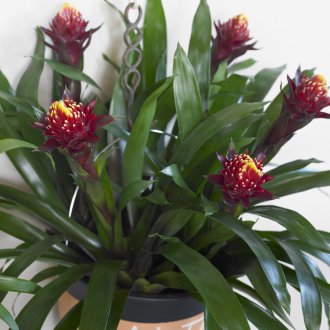Πότισμα Guzmania
