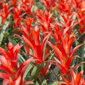 Προσγείωση Guzmania