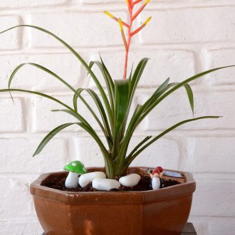 Guzmania σκέδαση